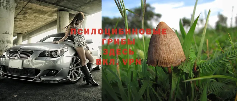 Псилоцибиновые грибы Magic Shrooms  Кувандык 